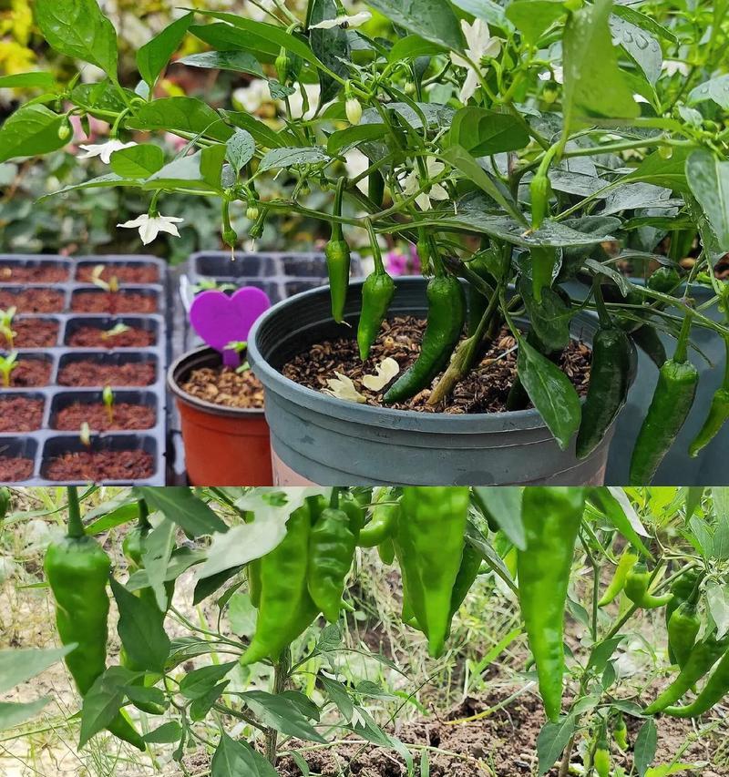 樟树辣椒叶子发黄的解决方法有哪些？