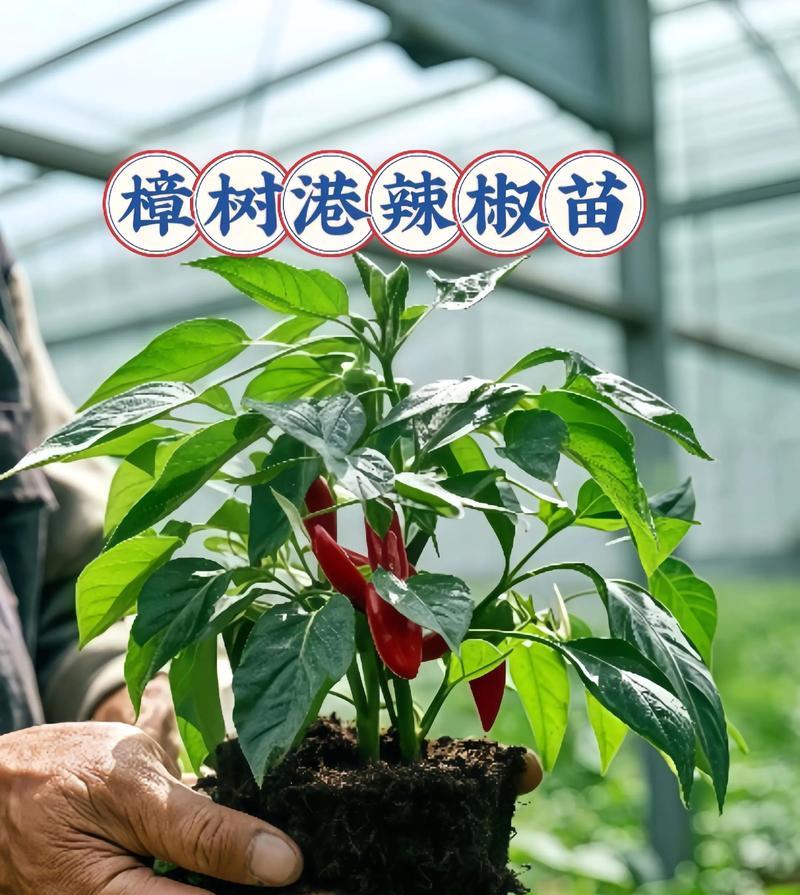 樟树辣椒叶子发黄的解决方法有哪些？
