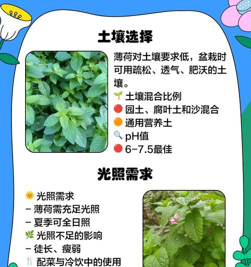 如何自制水培薄荷肥料呢？有哪些步骤？