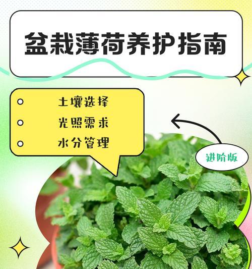 如何自制水培薄荷肥料呢？有哪些步骤？