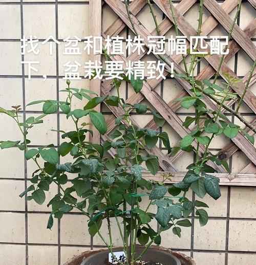 月季怎么判断苗死了？有哪些明显的死亡迹象？
