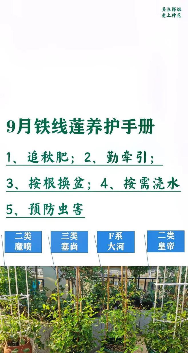 铁线莲开花前施肥的正确方法是什么？