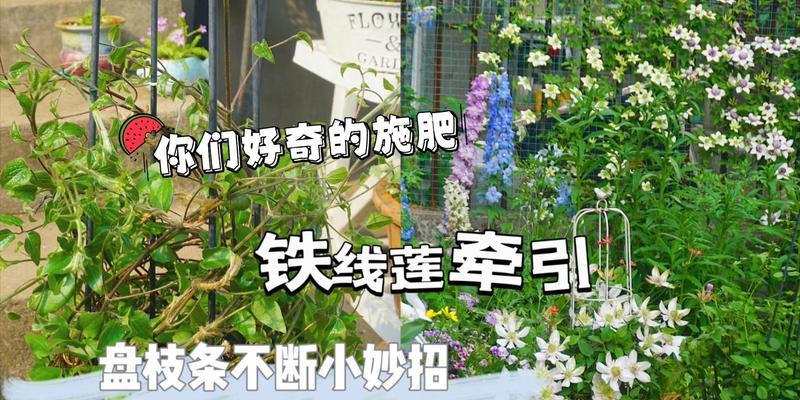 铁线莲开花前施肥的正确方法是什么？