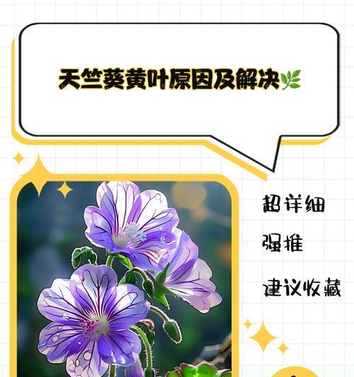 劳拉天竺葵不开花的原因是什么？