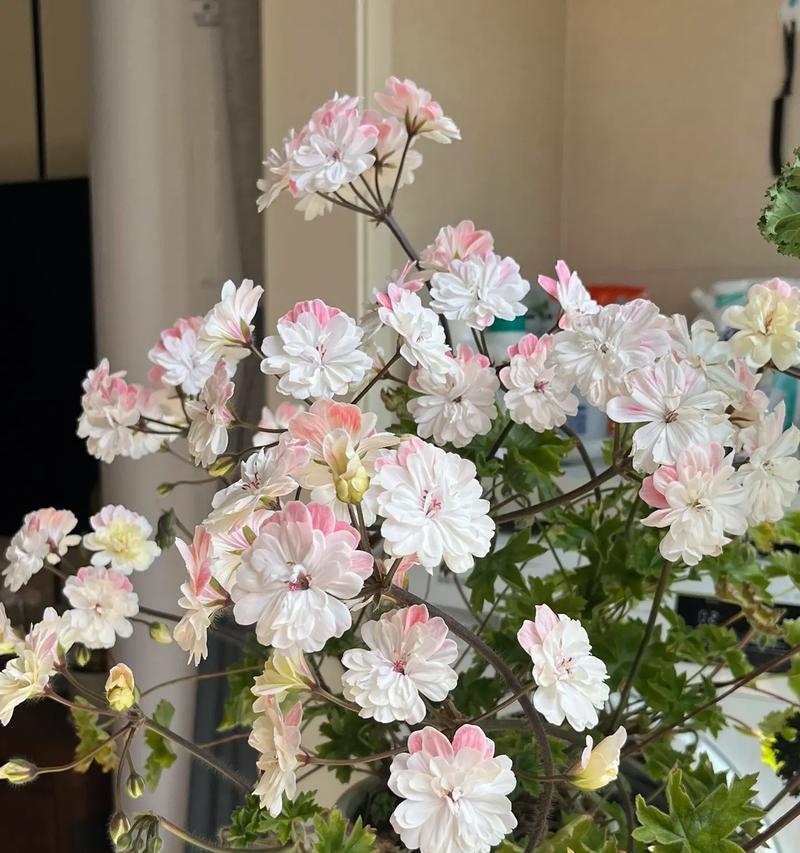 劳拉天竺葵不开花的原因是什么？