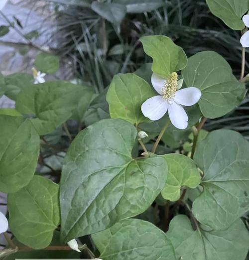 川渝地区观赏植物有哪些推荐？如何选择适合的观赏植物？