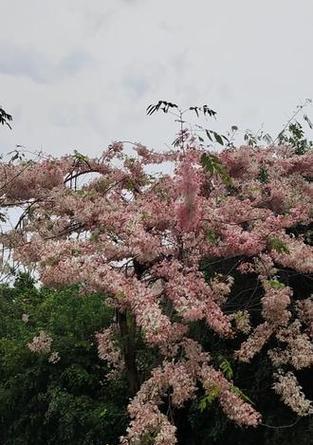 川渝地区观赏植物有哪些推荐？如何选择适合的观赏植物？