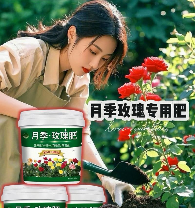 月季花需要氮肥吗？如何正确使用？