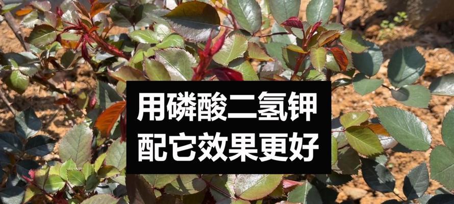 月季花需要氮肥吗？如何正确使用？