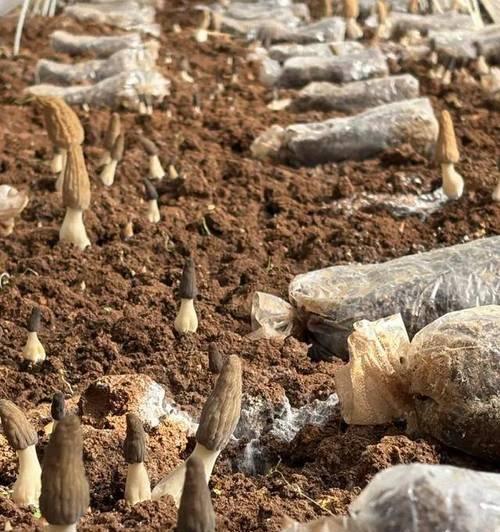磨菇高产栽培技术要求有哪些？如何确保高产？