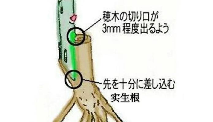 月季白色品种如何扦插繁殖？扦插繁殖的步骤是什么？