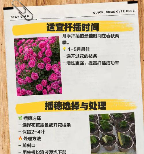 月季白色品种如何扦插繁殖？扦插繁殖的步骤是什么？
