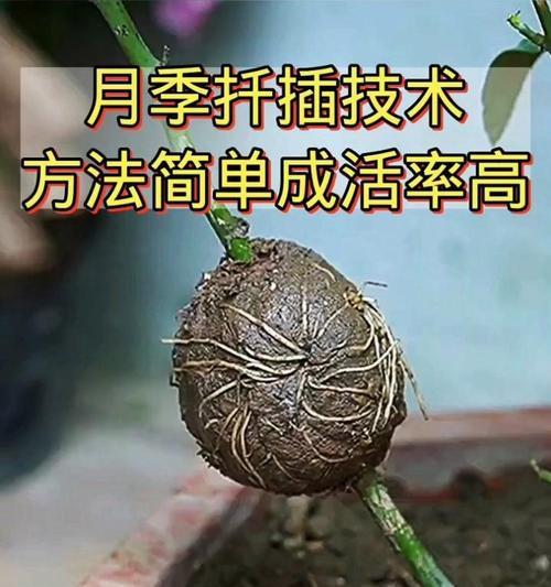 月季白色品种如何扦插繁殖？扦插繁殖的步骤是什么？