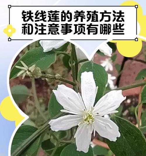 铁线莲钩织技巧是什么？