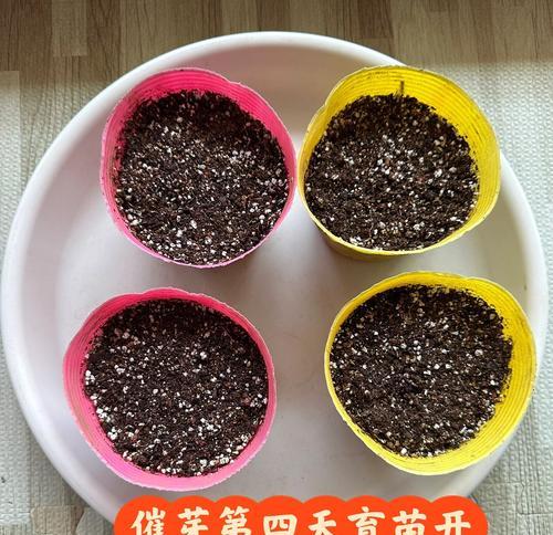 莴笋育苗栽培技术要点是什么？常见问题有哪些？