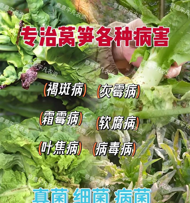 莴笋育苗栽培技术要点是什么？常见问题有哪些？