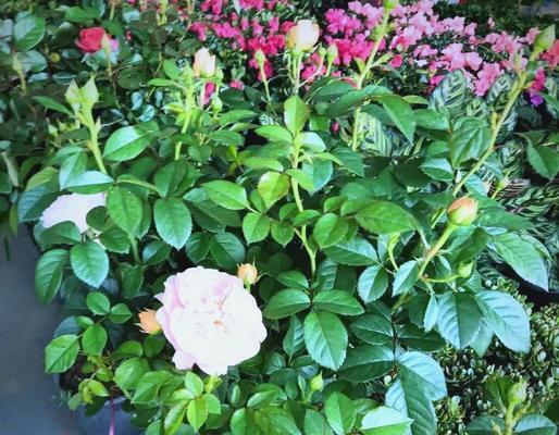 月季花叶子发黄枯枝应该怎么办？如何进行有效的处理？