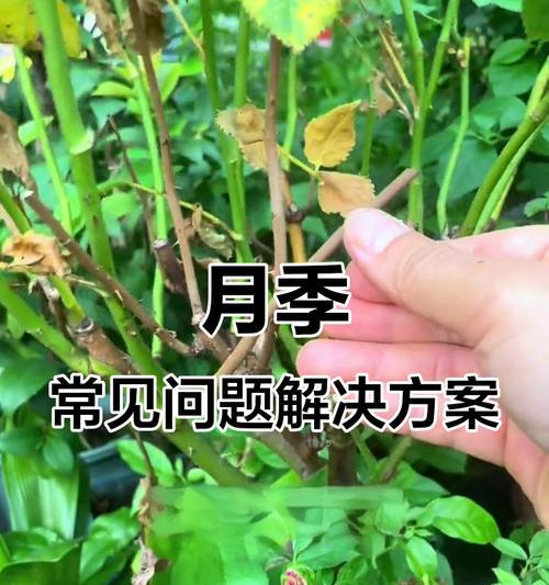 月季花叶子发黄枯枝应该怎么办？如何进行有效的处理？