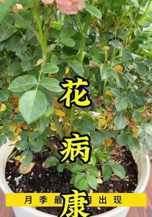 月季花叶子发黄枯枝应该怎么办？如何进行有效的处理？