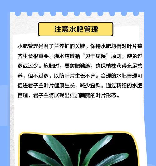君子兰叶子变硬变黑的原因是什么？如何解决？