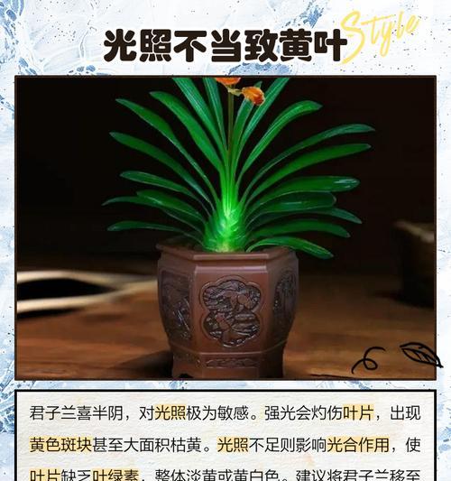 君子兰叶子变硬变黑的原因是什么？如何解决？