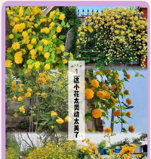 重瓣植物盆景的养殖方法是什么？如何正确养护重瓣植物盆景？