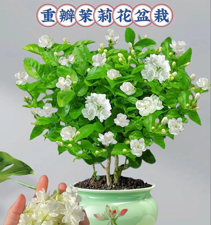 重瓣植物盆景的养殖方法是什么？如何正确养护重瓣植物盆景？