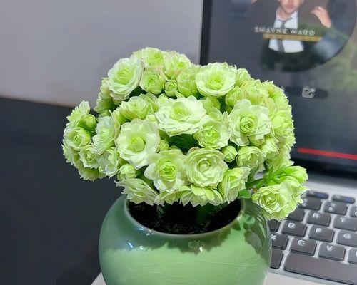 重瓣植物盆景的养殖方法是什么？如何正确养护重瓣植物盆景？