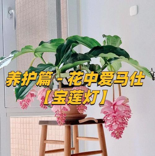 盆栽垂叶木本植物的养护方法是什么？如何提高其生长质量和观赏性？