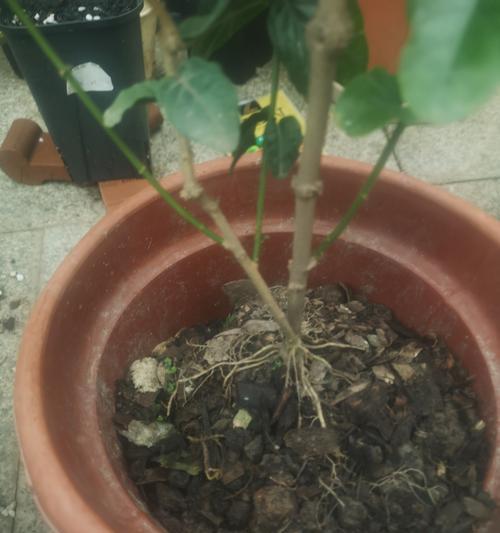 盆栽垂叶木本植物的养护方法是什么？如何提高其生长质量和观赏性？