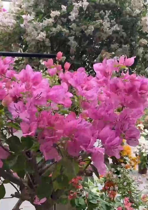 如何使天竺葵繁殖更多？繁殖技巧有哪些？