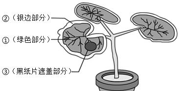 如何使天竺葵繁殖更多？繁殖技巧有哪些？