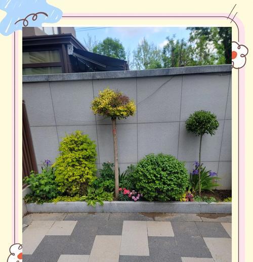 哪些花卉能在北方阳台过冬？