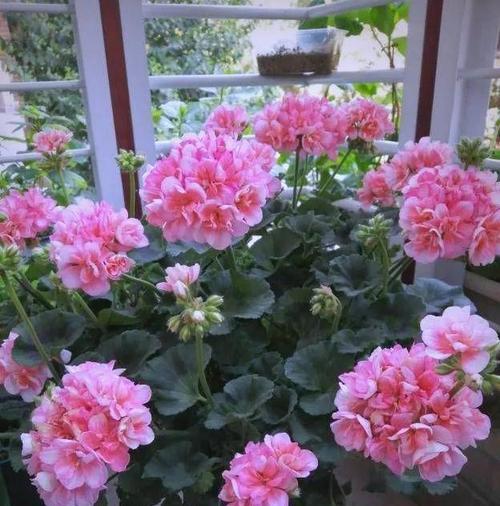 冬季阳台适合种植哪些花卉？