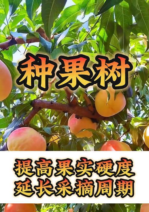 果树栽培技术名词有哪些？详细解释是什么？