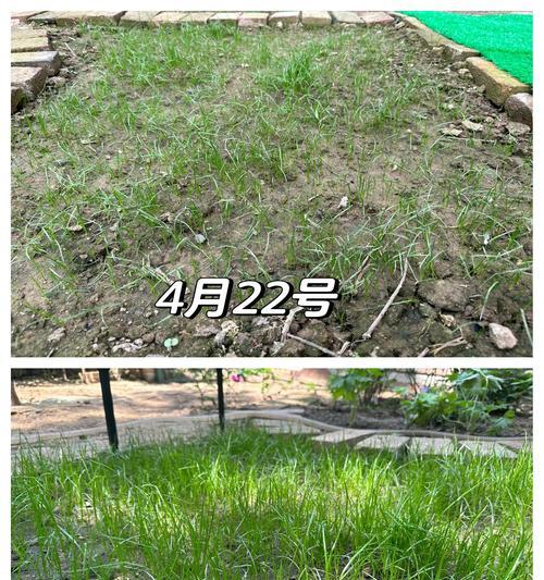 草坪播种原料是什么？草坪播种前需要准备哪些材料？
