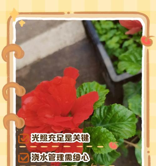 木槿花叶子蔫发黄怎么办？如何快速恢复？