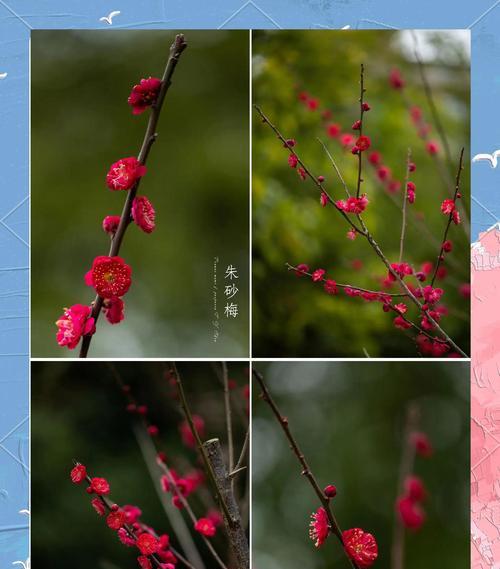 阳台上的春风吹花是什么植物？