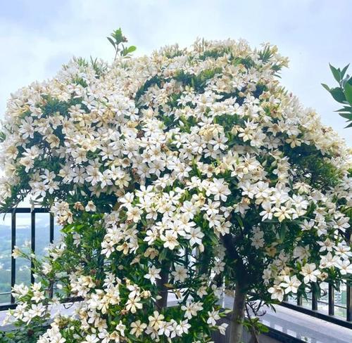 阳台上的春风吹花是什么植物？