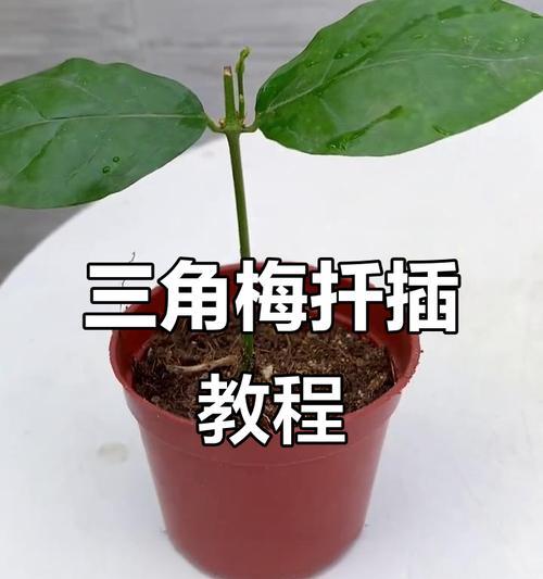三角梅用沙子怎么扦插？扦插三角梅的正确步骤是什么？