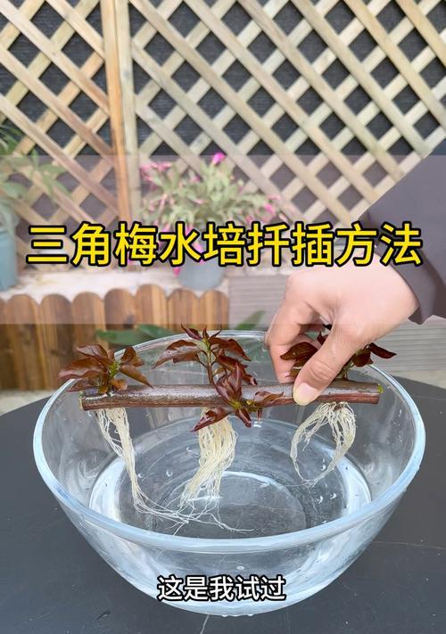 三角梅用沙子怎么扦插？扦插三角梅的正确步骤是什么？