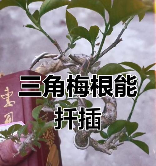 三角梅用沙子怎么扦插？扦插三角梅的正确步骤是什么？