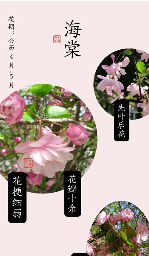 花卉多久繁殖一次？繁殖花卉的最佳时间是什么时候？