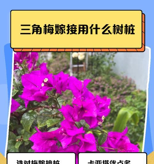三角梅母桩的种植步骤是什么？
