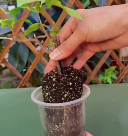 三角梅母桩的种植步骤是什么？