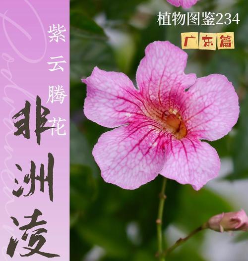野生紫藤栽培的关键技术是什么？
