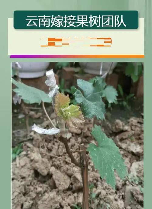 野生紫藤栽培的关键技术是什么？