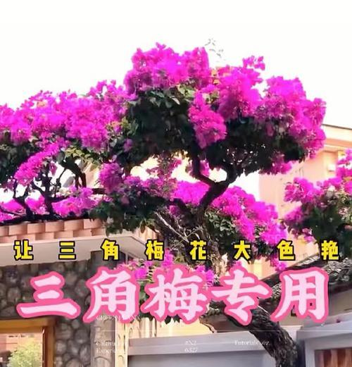 三角梅枝叶如何养护？怎样使其更茂盛？