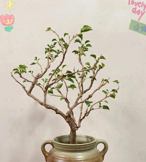 三角梅枝叶如何养护？怎样使其更茂盛？