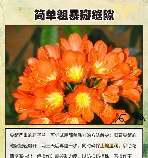 君子兰烂箭渗水怎么处理？有效的方法有哪些？